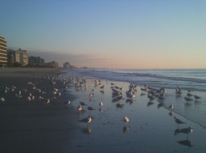 It was pretty much just me and the gang out on this stretch of sand. That's North Myrtle Beach off in the distance.